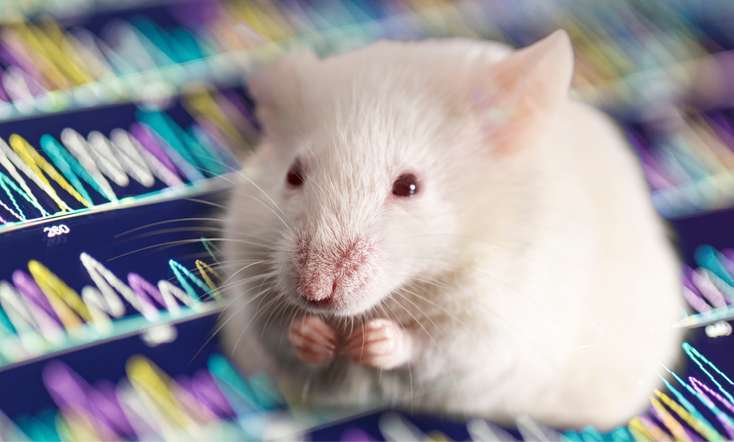 NIDCR researchers studied mice to understand how sound dulls pain. 