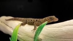 Because their eyes have similar structures to ours, geckos (like this Antilles gecko) are useful models for studying vision in humans.