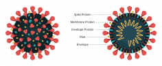 A diagram of the virus that causes COVID-19.  