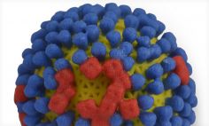 Modelo tridimensional del virus de la gripe. La superficie del virus (en amarillo) está cubierta por las proteínas hemaglutinina (en azul) y neuraminidasa (en rojo), que permiten que el virus entre e infecte las células humanas. 
