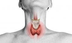 The thyroid is a butterfly-shaped gland that wraps around the trachea, or breathing tube. 
