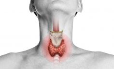 The thyroid is a butterfly-shaped gland that wraps around the trachea, or breathing tube.