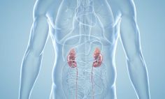 Kidneys, which are located under the rib cage, play a vital role in removing waste and toxins from the body. 