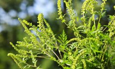 Ragweed, which grows throughout most of the U.S., produces pollen in the fall. 