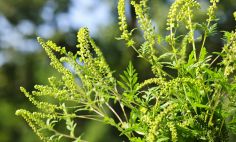 La ambrosía, que crece en casi todo Estados Unidos, produce polen en el otoño.