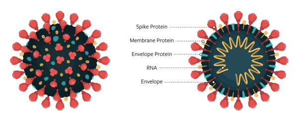 A diagram of the virus that causes COVID-19.