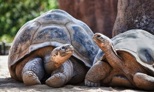 Rasgos como veneno, caparazones y armaduras pueden ayudar a los animales a vivir más al protegerlos de los depredadores.  