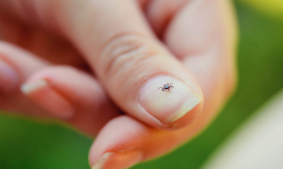 Adult blacklegged ticks are about the size of a sesame seed. 