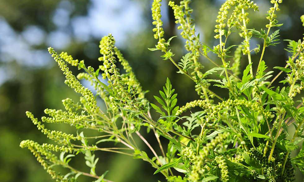 Where is all that pollen coming from?