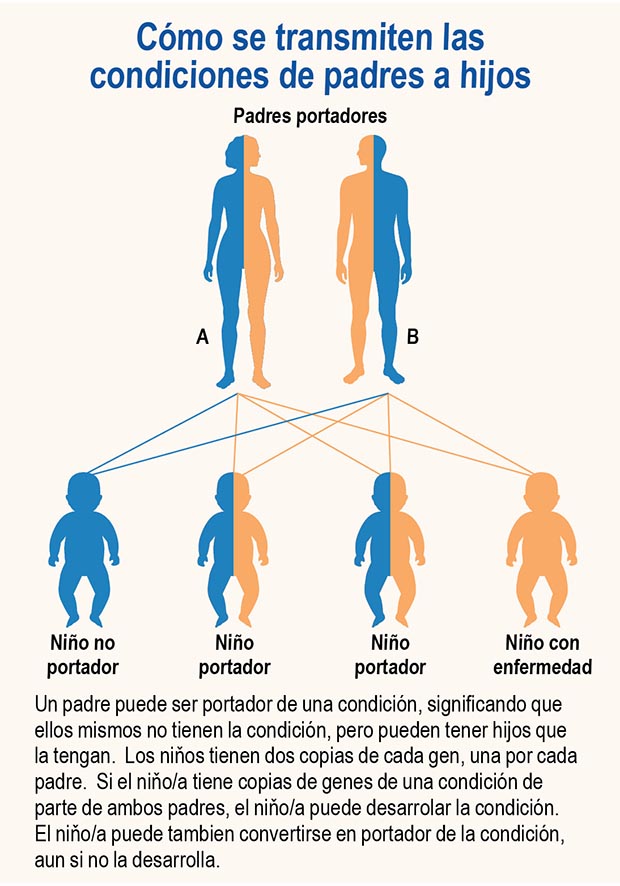 Cómo se transmiten las
condiciones de padres a hijos. Padres portadores. A. B. Niño no portador. Niño portador. Niño portador. Niño con
enfermedad. Un padre puede ser portador de una condición, significando que ellos mismos no tienen la condición, pero pueden tener hijos que la tengan. Los niňos tienen dos copias de cada gen, una por cada padre. Si el niňo/a tiene copias de genes de una condición de parte de ambos padres, el niňo/a puede desarrolar la condición. El niňo/a puede tambien convertirse en portador de la condición, aun si no la desarrolla.