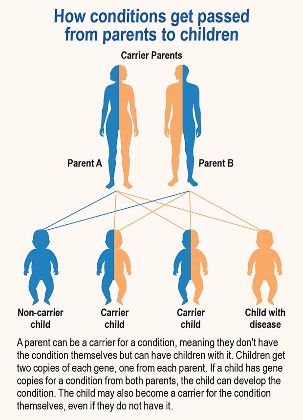 How conditions get passed from parents to children. Parent A. Parent B. Non-carrier child, carrier child, carrier child, child with disease. A parent can be a carrier for a condition, meaning they don't have the condition themselves but can have children with it. Children get two copies of each gene, one from each parent. If a child has gene copies for a condition from both parents, the child can develop the condition. The child may also become a carrier for the condition themselves, even if they do not have it.