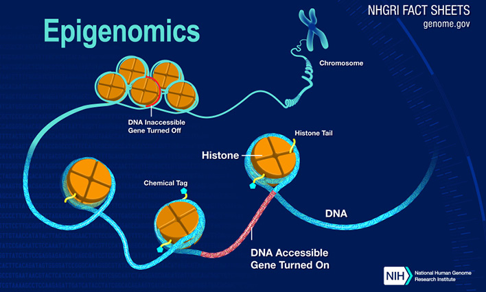 Epigenome changes