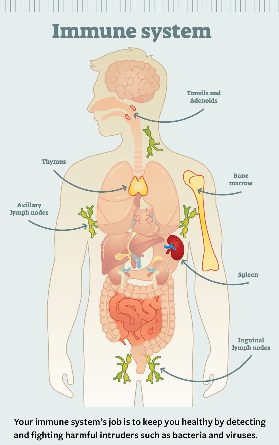 Immune system. Your immune system's job is to keep you healthy by detecting and fighting harmful intruders such as bacteria and viruses. Tonsils and adenoids. bone marrow. spleen. inguinal lymph nodes. axillary lymph nodes. thymus.