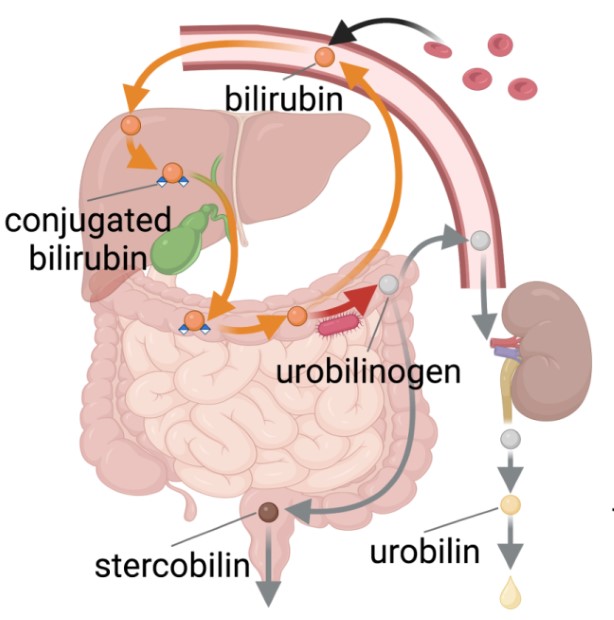 bilirubin. urobilinogen. urobilin. stercobilin. conjugated bilirubin.