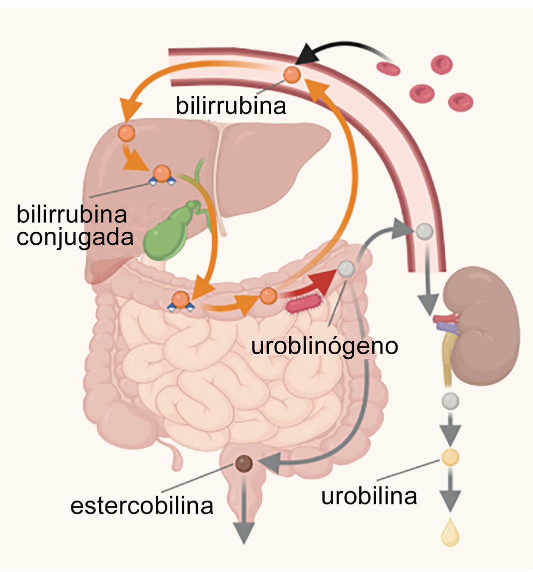 Bilirrubina. bilirrubina conjugada. uroblinógeno. estercobilina. urobilina.