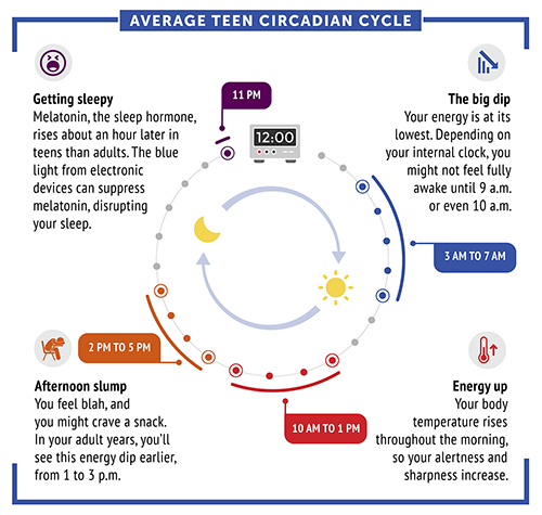 average teen circadian cycle diagram