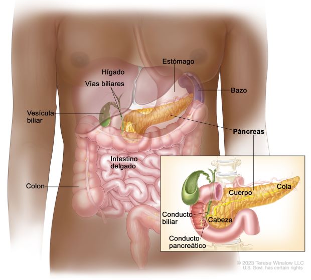 diagram of organs in the chest