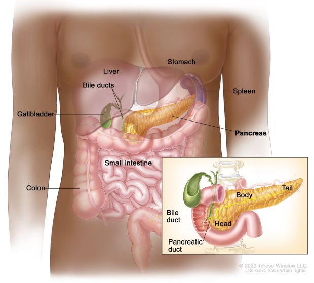 diagram of organs in the chest