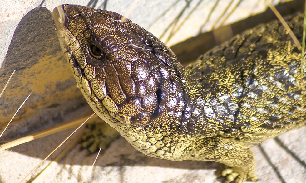 Rasgos como veneno, caparazones y armaduras pueden ayudar a los animales a vivir más tiempo al protegerlos de los depredadores.