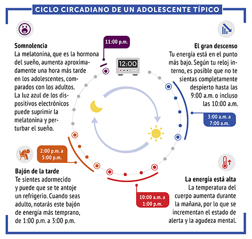 average teen circadian cycle diagram