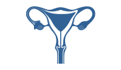 illustration of the female reproductive system