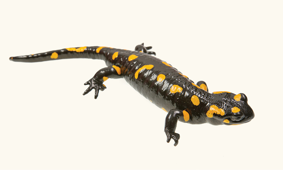 Las tortugas, los cocodrilos y las salamandras tenían tasas de envejecimiento particularmente bajas y una larga vida útil para su tamaño.